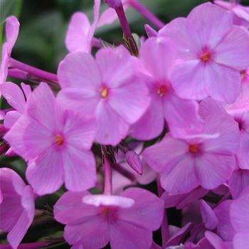 phlox_maculata_alpha_GM_Q1.jpg