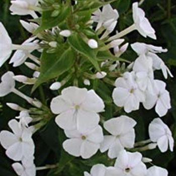 phlox_maculata_mrs_lindgard_GM_R2.jpg