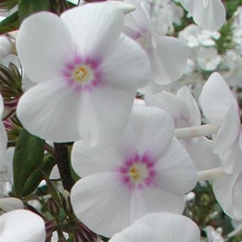 phlox_maculata_omega_GM_Q1.jpg