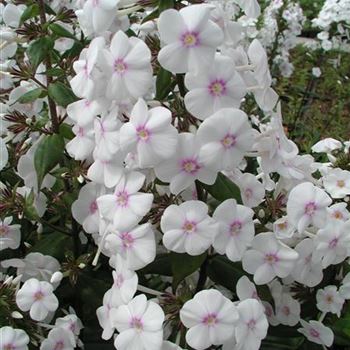 phlox_maculata_omega_GM_R3.jpg