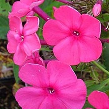 phlox_pan_aida_GM_R2.jpg