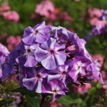 phlox_paniculata_blue_boy_GM_Q1.jpg