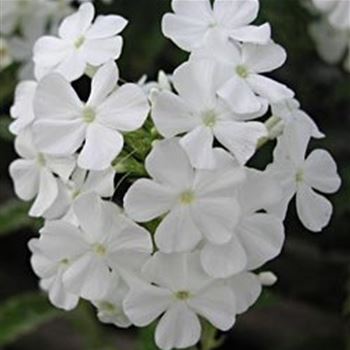 phlox_amplifolia_david_GM_Q1.jpg