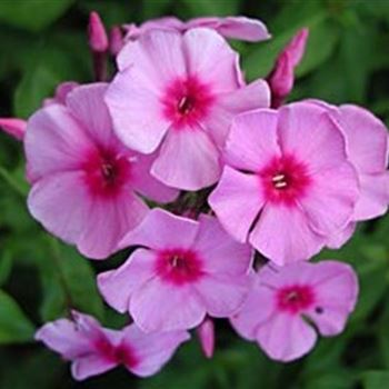 phlox_paniculata_dorffreude_GM_Q1.jpg