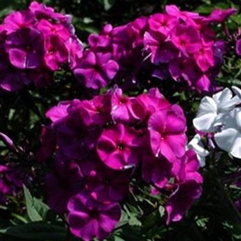 phlox_pan_duesterlohe_GM_Q1.jpg