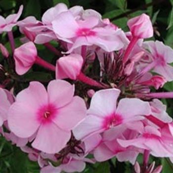 phlox_pan_landhochzeit_GM_R2.jpg