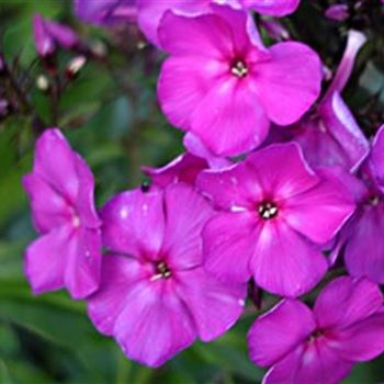 phlox_paniculata_le_mahdi_GM_1.jpg