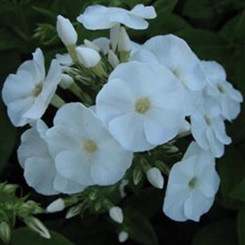 phlox_paniculata_pax_GM_1.jpg