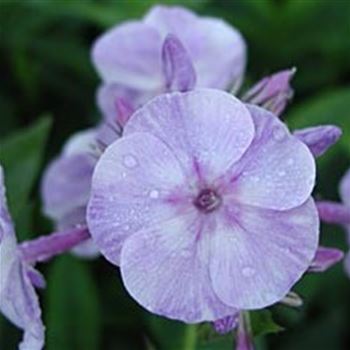 phlox_paniculata_sternhimme_GM_Q1.jpg