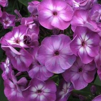 phlox_pan_uspech_GM_Q1.jpg