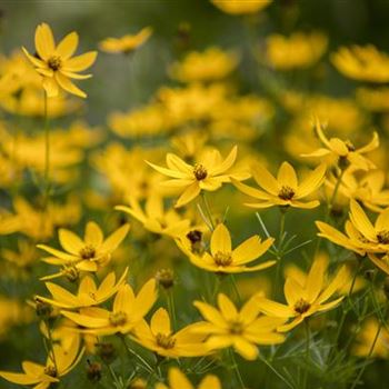 Coreopsis verticillata 'Zagreb'