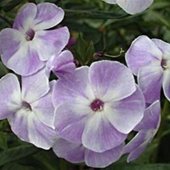 phlox_pan_violetta_gloriosa_GM_Q1.jpg