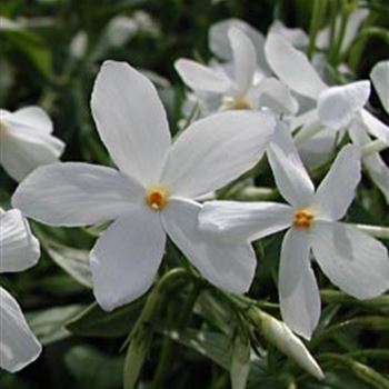 phlox_stolonifera_ariane_GM_Q1.jpg