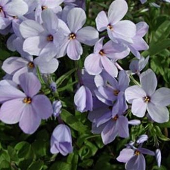 phlox_stolonifera_blue_ridge_GM_Q1.jpg