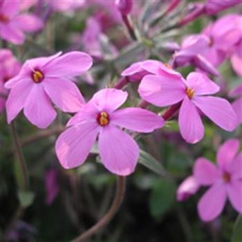 phlox_stolonifera_home_fires_GM_Q1.jpg