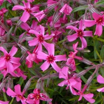 phlox_subulata_atropurpurea_GM_R2.jpg