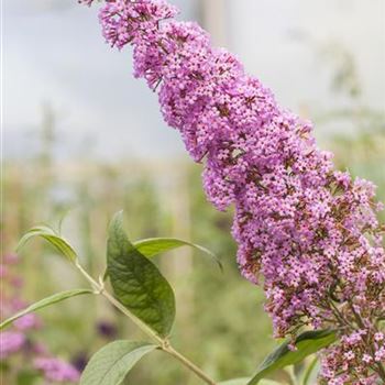 Buddleja davidii 'Pink Delight'