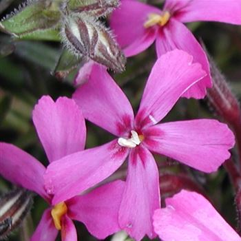 phlox_subulata_temiskaming_GM_Q1.jpg