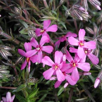 phlox_subulata_temiskaming_GM_R3.jpg