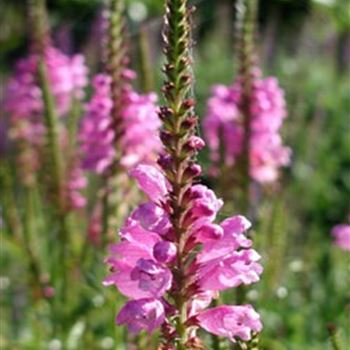 physostegia_virginiana_vivid_GM_R2.jpg