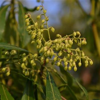 pieris_japonica_Rikuensis_6.JPG