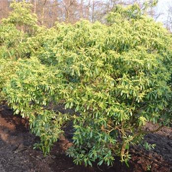 pieris_japonica_Rikuensis_3.JPG