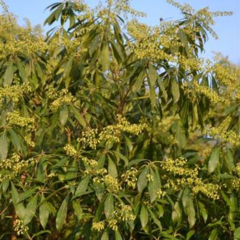 pieris_japonica_Rikuensis_8.JPG