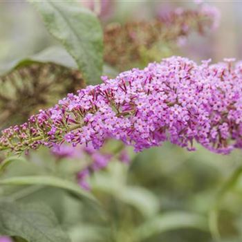 Buddleja davidii 'Pink Delight'