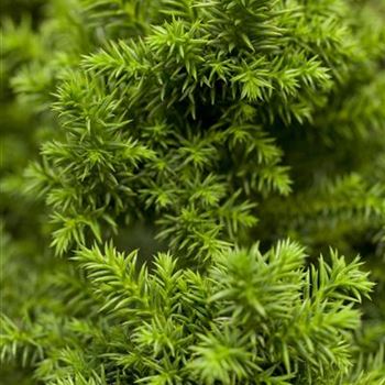 Cryptomeria japonica 'Vilmoriniana'