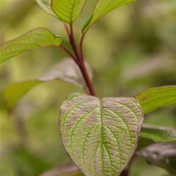 Cornus alba