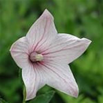 platycodon_grandiflorus_fuji_pink_GM_Q1.jpg