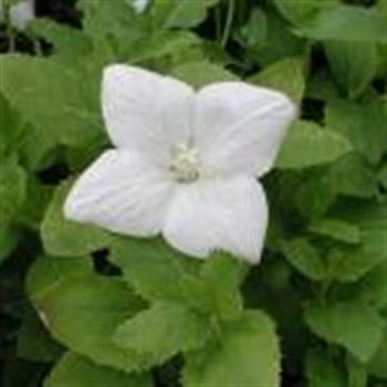 platycodon_grandiflorus_albus_GM_Q1.jpg