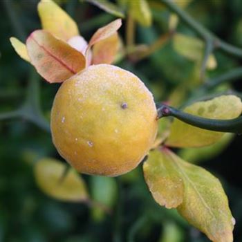 Poncirus_trifoliata_Flying_Dragon_5.JPG