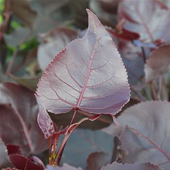 Populus_deltoides_Purple_Tower_q.jpg