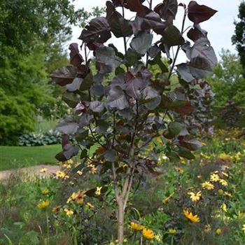 Populus_deltoides_Purple_Tower_1.JPG