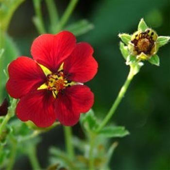 potentilla_atrosanguinea_GM_Q1.jpg