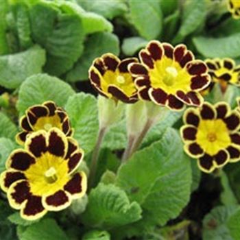 primula_elatior_hybride_gold_lace_GM_R2.jpg