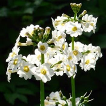 primula_japonica_alba_GM_Q1.jpg