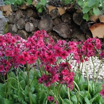 primula_japonica_millers_crimson_GM_Q1.jpg