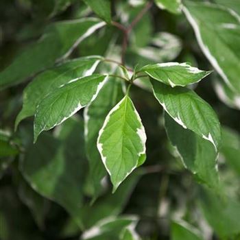 Cornus alba 'Elegantissima'