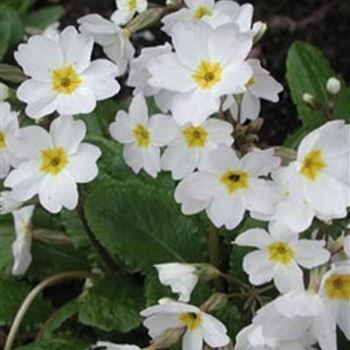 primula_pruh_schneewittchen_GM_R2.jpg