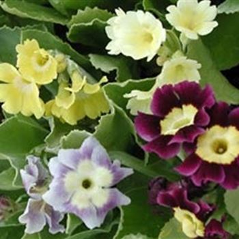 primula_x_pubescens_saemlinge_GM_R2.jpg