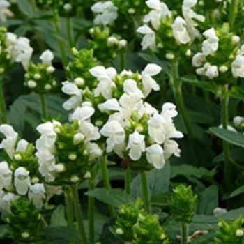 prunella_grandiflora_alba_GM_R2.jpg