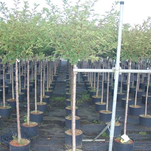 Prunus incisa 'Cunera'
