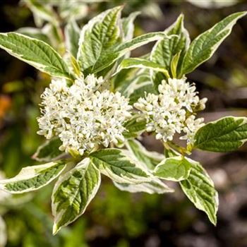 Cornus alba 'Sibirica Variegata'