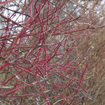 Cornus alba