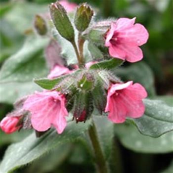 Pulmonaria_Dora_Bielefeld_GM_Q1.jpg