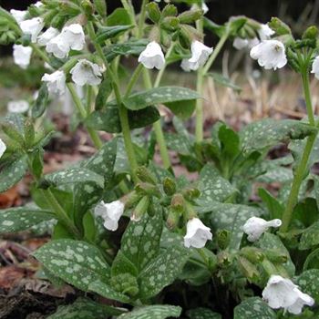 pulmonaria_saccharata_sissinghurst_white_GM_R2.jpg