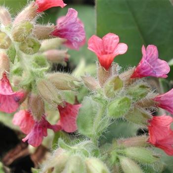 pulmonaria_rubra_GM_R2.jpg