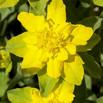 Euphorbia polychroma